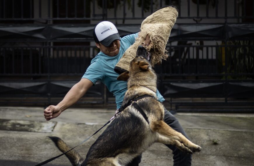 Adestramento Positivo para Cães Fortes e Robustos